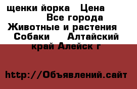 щенки йорка › Цена ­ 15 000 - Все города Животные и растения » Собаки   . Алтайский край,Алейск г.